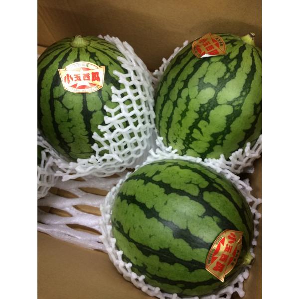 鳥取県産大栄　小玉西瓜　　1玉