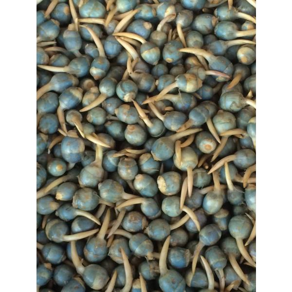 くわい 2S 1kg 広島県産 : G-five - 通販 - Yahoo!ショッピング