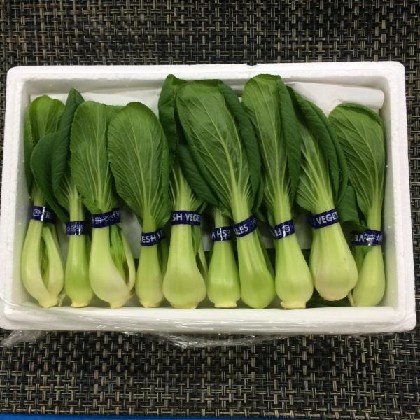 鸡毛菜苗 上海青 菜苗 ミニ青梗菜の苗 食用 ネコポスいっぱい 鸡毛菜苗