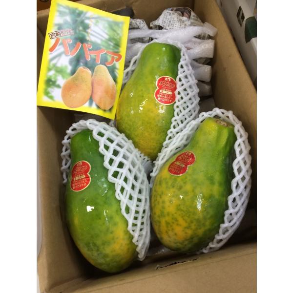 パパイヤ　宮崎県産　１ケース