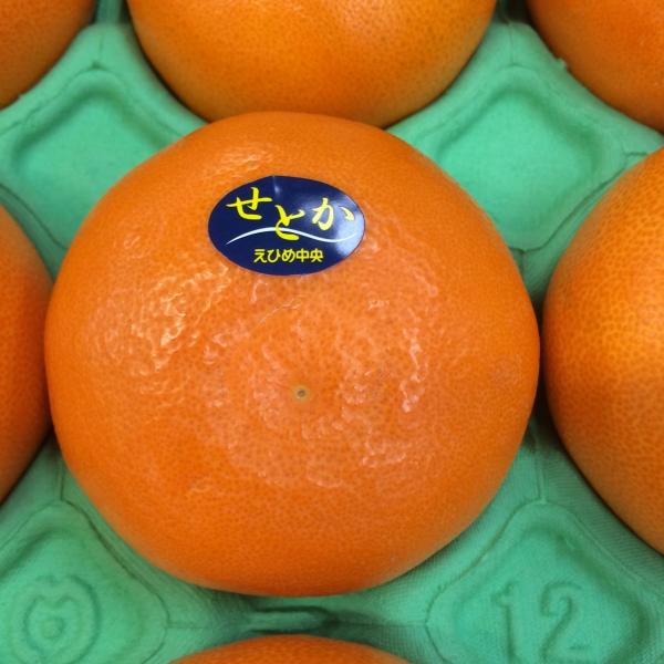 せとか愛媛県産秀品　１ケース 2L