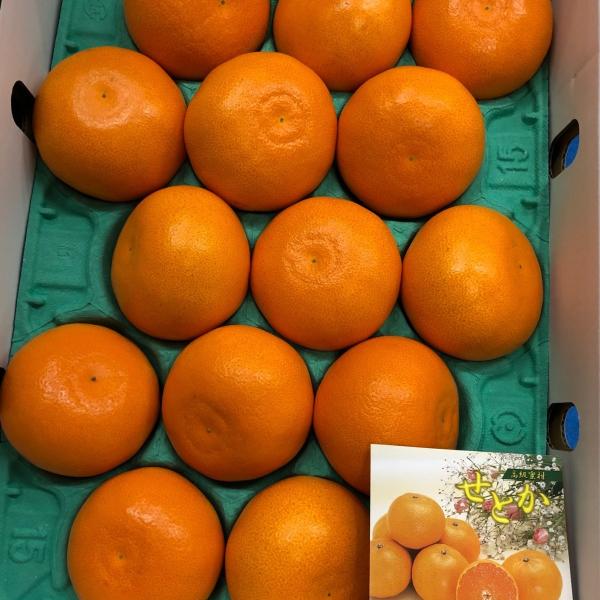 せとか　愛媛中央農協　秀品　１ケース