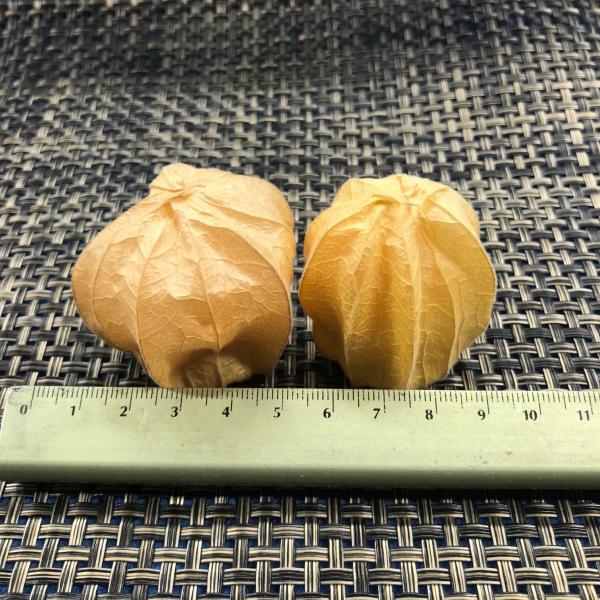 食用ほうずき 北海道産　１ｐｃ