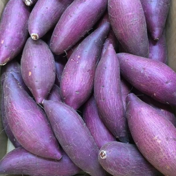 シルクスィート　千葉・茨城県産　１kg　Sサイズ