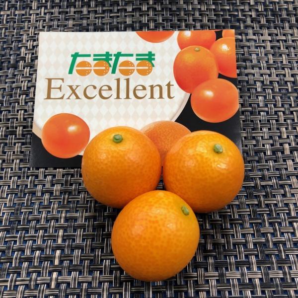 金柑「たまたまエクセレント」宮崎県産　2L　
