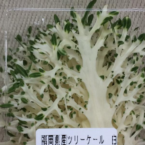 ツリーケール白　１ｐｃ　福岡県産
