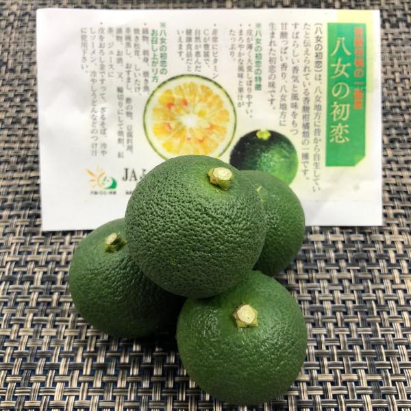 八女の初恋　１ケース　福岡県産