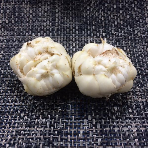 北海道ようてい産百合根　２L　１kg