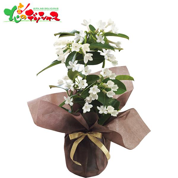 ジャスミン 生花の人気商品 通販 価格比較 価格 Com