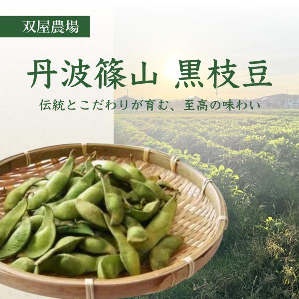 双屋農場直送【丹波篠山黒枝豆】500g×2袋 ご注文後の収穫 収穫後即日