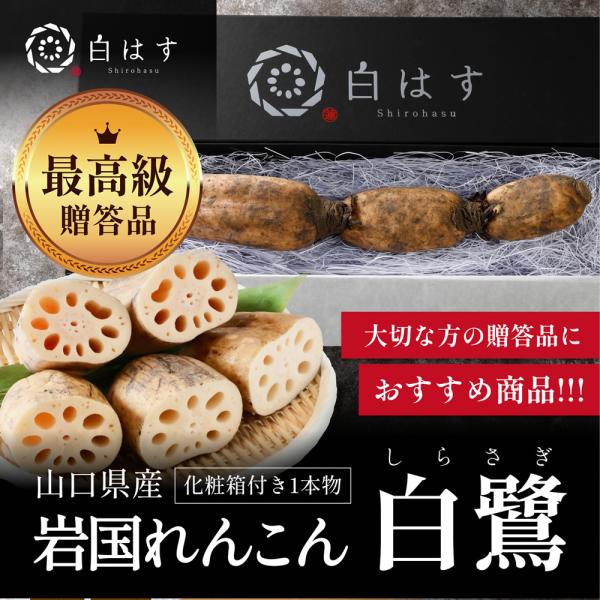 ■ブランド名白はす■入数最上級土付き蓮根１本（化粧箱入り）■農場おすすめご到着後３〜４日以内にお召しいただけると水分量も豊富でおいしく食べられます。■主な成分主な成分【ビタミンC】れんこんには熱に強いビタミンCが多く含まれ、風邪予防や美肌づ...