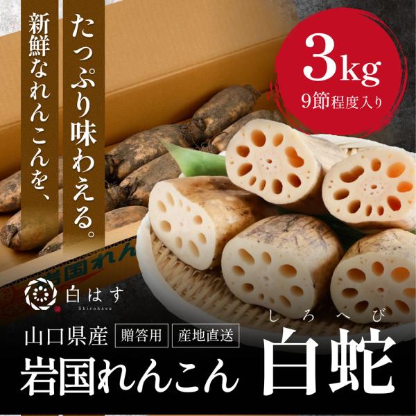 ■ブランド名白はす■入数贈答用岩国蓮根（3kg）■農場おすすめご到着後３〜４日以内にお召しいただけると水分量も豊富でおいしく食べられます。■主な成分主な成分【ビタミンC】れんこんには熱に強いビタミンCが多く含まれ、風邪予防や美肌づくり、疲労...