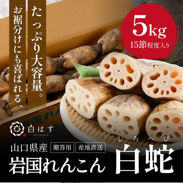 ■ブランド名白はす■入数贈答用岩国蓮根（5kg）■農場おすすめご到着後３〜４日以内にお召しいただけると水分量も豊富でおいしく食べられます。■主な成分主な成分【ビタミンC】れんこんには熱に強いビタミンCが多く含まれ、風邪予防や美肌づくり、疲労...