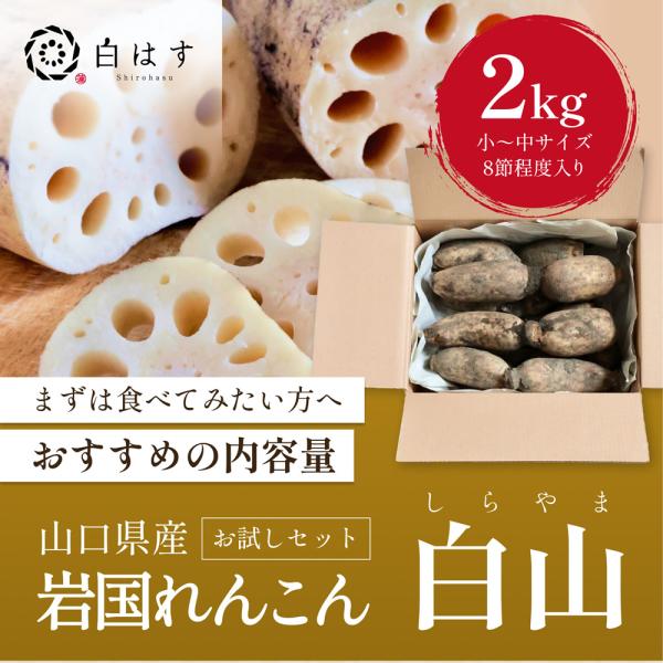 ■ブランド名白はす■入数贈答用岩国蓮根（2kg）■農場おすすめご到着後３〜４日以内にお召しいただけると水分量も豊富でおいしく食べられます。■主な成分主な成分【ビタミンC】れんこんには熱に強いビタミンCが多く含まれ、風邪予防や美肌づくり、疲労...