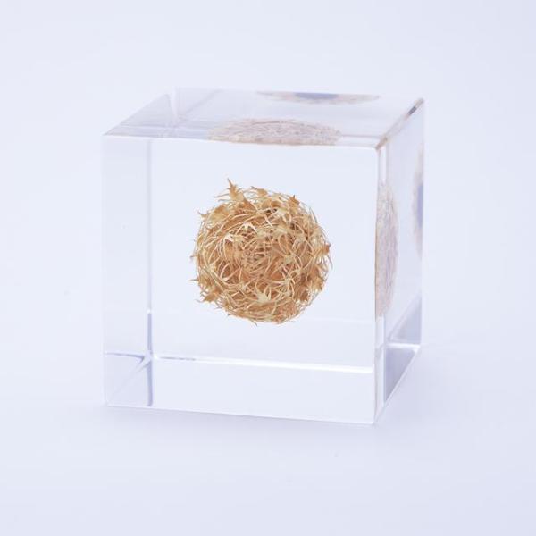 その他 solacube ケンタウレア Sola cube : 銀座 蔦屋書店 - 通販 - Yahoo!ショッピング