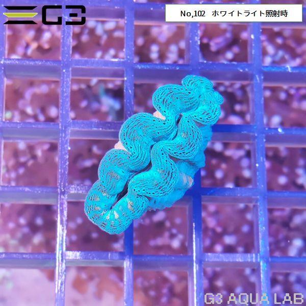 シャコガイ（ヒメシャコガイ）まとめ売り　約13kg 楽天市場】（サンゴ）ヒメシャコガイ おまかせカラー SSサイズ