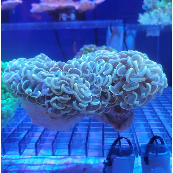 ナガレハナサンゴ（ゴールド） NO,195 : G3 AQUA LAB ヤフーショップ