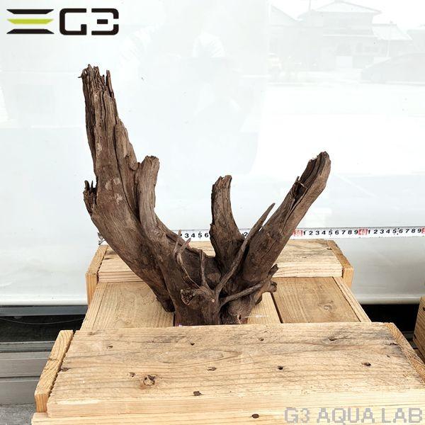 No 158 Adaホーンウッド風流木 Mサイズ 約 30cm Ypt Or Id