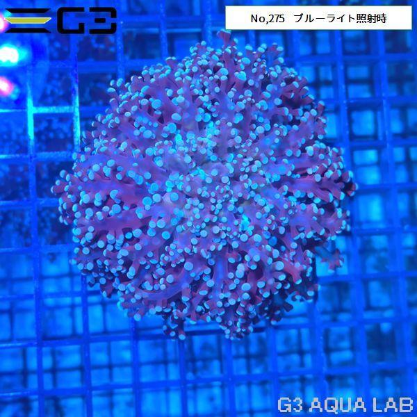タコアシサンゴ コエダナガレハナサンゴ ピンク 1個体 No 275 275 G3 Aqua Lab ヤフーショップ 通販 Yahoo ショッピング