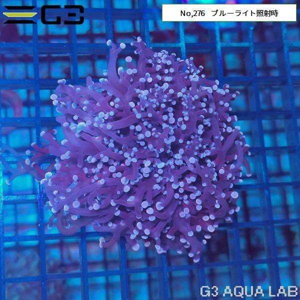 タコアシサンゴ コエダナガレハナサンゴ ピンク 1個体 No 276 276 G3 Aqua Lab ヤフーショップ 通販 Yahoo ショッピング