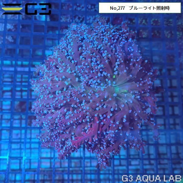 タコアシサンゴ コエダナガレハナサンゴ ピンク 1個体 No 277 277 G3 Aqua Lab ヤフーショップ 通販 Yahoo ショッピング