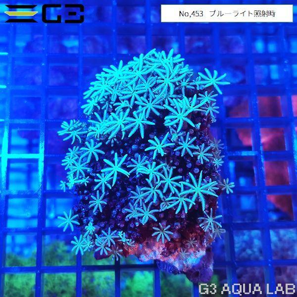 珊瑚 サンゴ サンゴ礁 珊瑚礁 置物 パイプオルガン珊瑚 魚用品 XLサイズ 珊瑚 サンゴ パイプオルガン珊瑚 サンゴ礁 珊瑚礁 魚用品