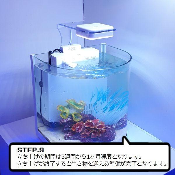 信頼 カクレクマノミスターター飼育セット 25cm曲げガラス水槽 Talentoincluir Com Br