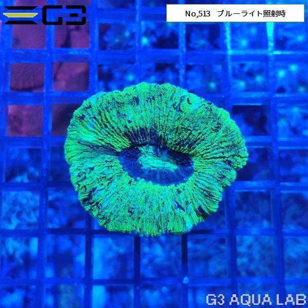 オオバナサンゴ(グリーン)