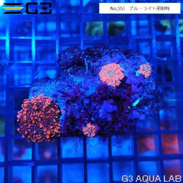 バブルディスクコーラル ピンクオレンジ コロニー個体（No,551） : G3