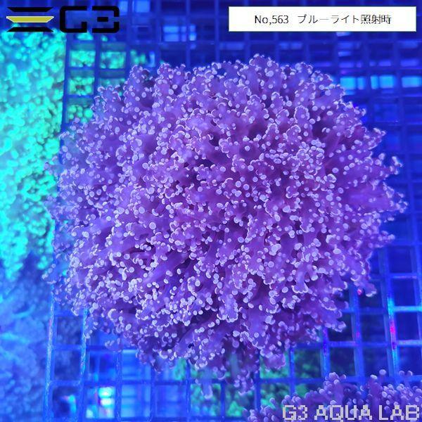 ホンタコアシサンゴ ピンクパープル 1個体（No,563） : G3 AQUA LAB