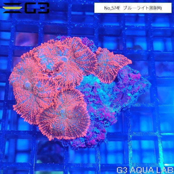 ディスクコーラル オレンジxブルー 1個体（No,574f） : G3 AQUA LAB