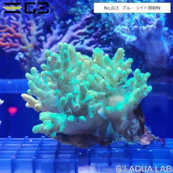 ナグラカタトサカ 蛍光グリーン 1個体（No,613） : G3 AQUA LAB ヤフー