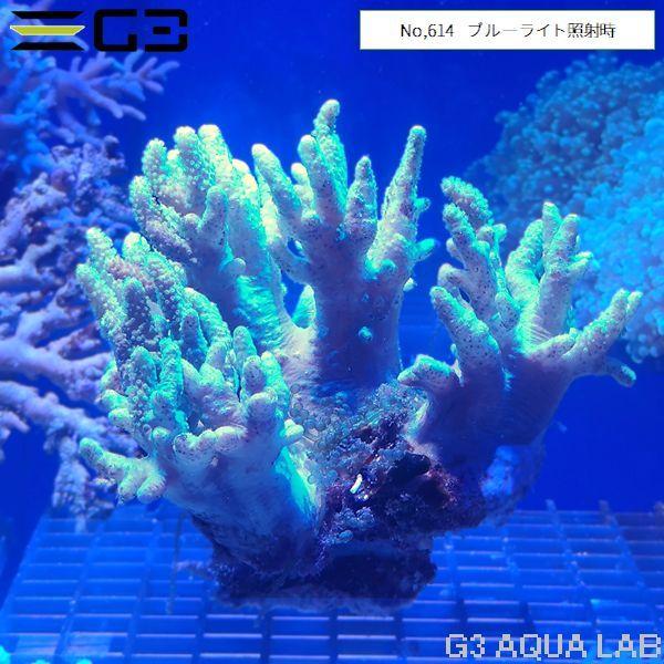 ナグラカタトサカ 蛍光グリーン 1個体（No,614） : G3 AQUA LAB ヤフー