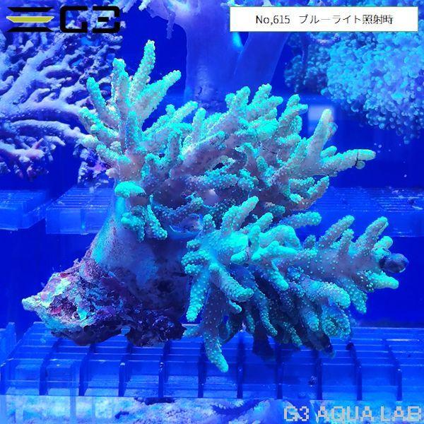 ナグラカタトサカ 蛍光グリーン 1個体（No,615） : G3 AQUA LAB ヤフー