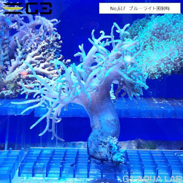 ヤナギカタトサカ ピンクグリーン 1個体 No 617 617 G3 Aqua Lab ヤフーショップ 通販 Yahoo ショッピング