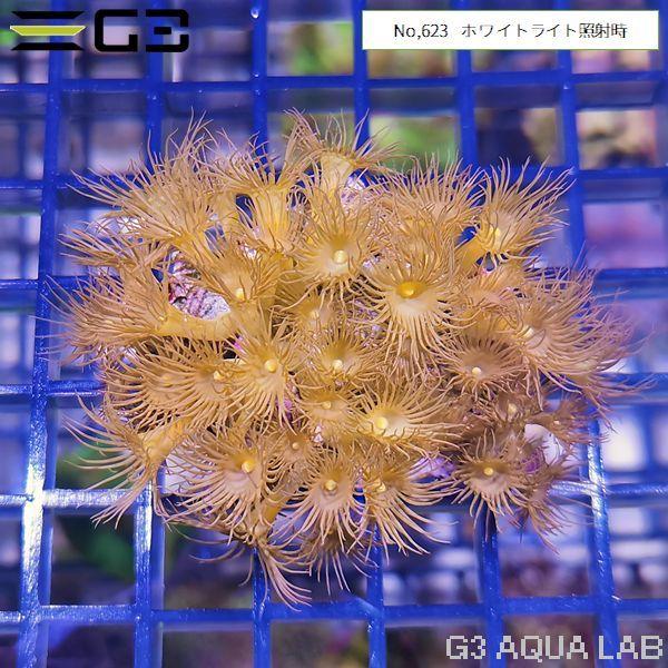 イエローポリプ イエローマメスナギンチャク 1個体 No 623 623 G3 Aqua Lab ヤフーショップ 通販 Yahoo ショッピング