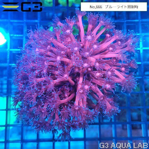 ハナガササンゴレッド ハナガササンゴ Red IDN No.1 - 海水魚専門店 ceppo onlinestore
