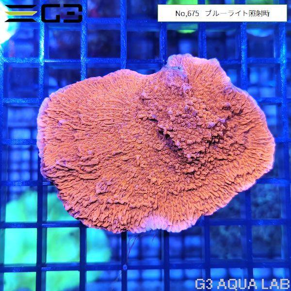 ウスコモンサンゴ レッド SMサイズ 1個体（No,675） : G3 AQUA LAB