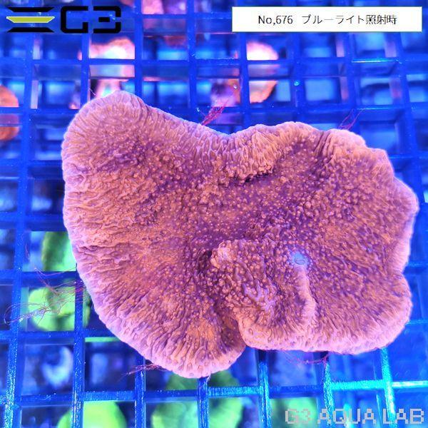 ウスコモンサンゴ レッド SMサイズ 1個体（No,676） : G3 AQUA