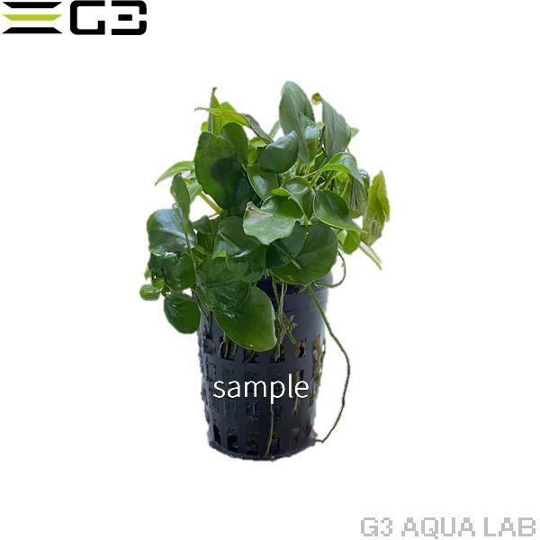 アヌビアス ナナ プチ Anubias baeteri var. nana Petite 1pot