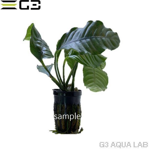アヌビアス ナナ コーヒーフォリア 1pot サンプル画像 An003 G3 Aqua Lab ヤフーショップ 通販 Yahoo ショッピング