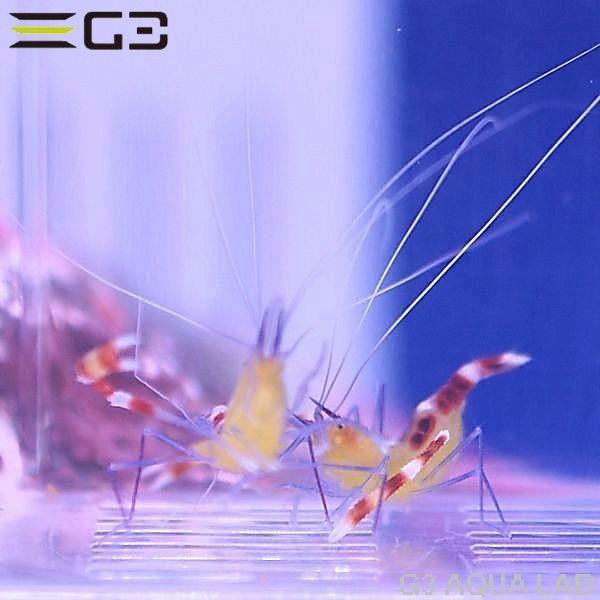 アウトレット 片腕欠損 脱皮時に再生可 キイロオトヒメエビ ペア 約4cm 10時までのご注文で当日出荷可能 S110 K0718 G3 Aqua Lab ヤフーショップ 通販 Yahoo ショッピング