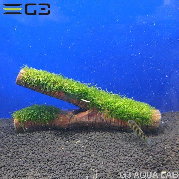 送料550円対応 No 001 国産 南米ウィローモス 活着流木 1個 Su03 1 G3 Aqua Lab ヤフーショップ 通販 Yahoo ショッピング