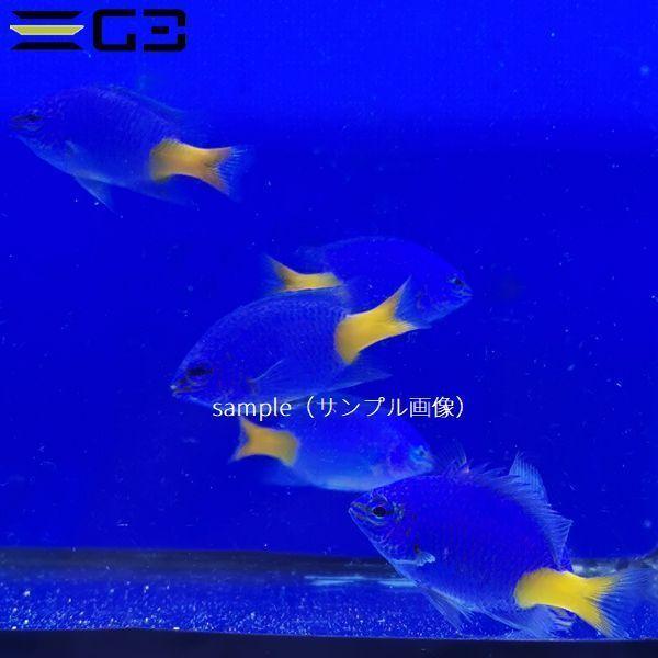 シリキルリスズメダイ 5匹 約3cm サンプル画像 10時までのご注文で当日出荷可能 シリキスズメ W3110 1 5 G3 Aqua Lab ヤフーショップ 通販 Yahoo ショッピング
