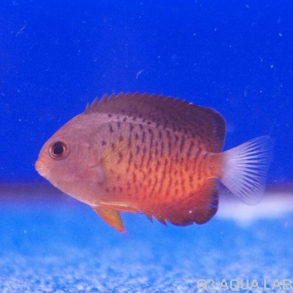 アカハラヤッコ 約4 5cm 10時までのご注文で当日出荷可能 Y235 S0319 G3 Aqua Lab ヤフーショップ 通販 Yahoo ショッピング