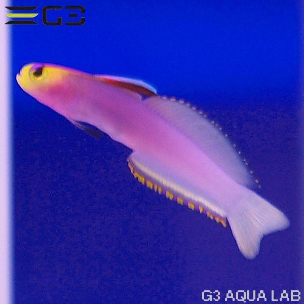 パープルファイヤーゴビー 約6 7cm 10時までのご注文で当日出荷可能 Y268 K0701 G3 Aqua Lab ヤフーショップ 通販 Yahoo ショッピング