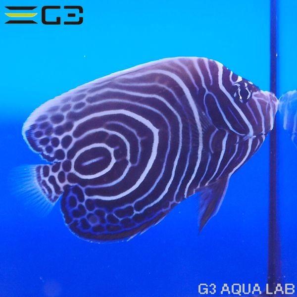 ウズマキヤッコ ウズキン 約10cm 10時までのご注文で当日出荷可能 Y285 T0708 G3 Aqua Lab ヤフーショップ 通販 Yahoo ショッピング