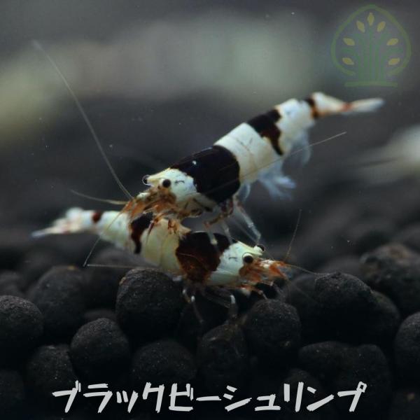 ブラックビーシュリンプ　５０匹（１．０ー１．５ｃｍ）＋α