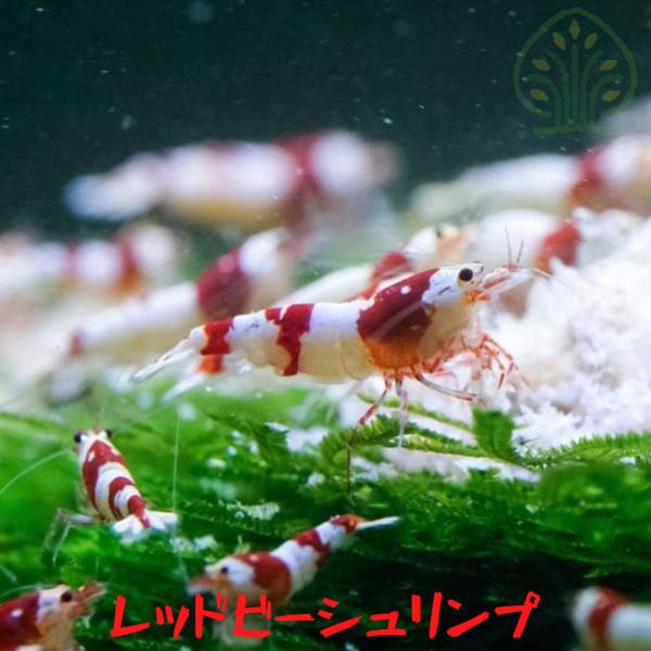 レッドビーシュリンプ　１０匹（０．５ー１．０ｃｍ）＋α