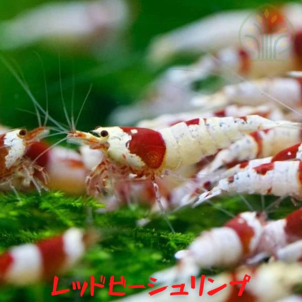 レッドビーシュリンプ　２０匹（１．０ー１．５ｃｍ）＋α
